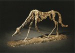 Giacometti Alberto; Der Hund , 1951