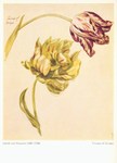 Huysum Jakob van; Triump of Uriope