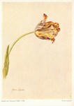 Huysum Jakob van; Gran Jupiter