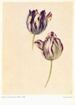 Huysum Jakob van; Tulpenstudie