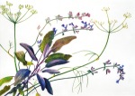 John Rebecca; Salbei, Fenchel, Katzenminze , 1996