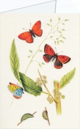 Johnson Theo; Large Cooper , 1878