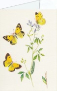 Johnson Theo; Clouded Yellow , 1892