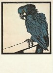 Jungnickel Ludwig Heinrich; Blauer Ara - 1909