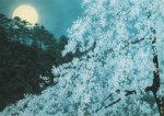 Kaii Higashiyama; Kirschblüten bei Mondschein am Abend , 1982