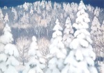 Kaii Higashiyama; Winterwald , 1964