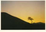 Keresztes Lajos; Zeichen des Lichts - Baum unter Hügel
