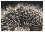 Koch Fred; Dandelion, Taraxacum officinalis , 1933-35