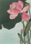 Koson Ohara; Blooming Lotus Flowers , c. 1920-1930