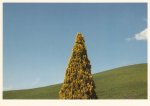 Mante Harald; Baum und Landschaft