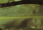 McBride Will; Green Leaf