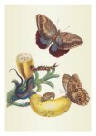 Merian Maria Sibylla; Bananenfrucht und Caligo
