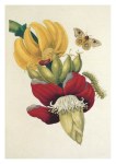 Merian Maria Sibylla; Bananenstaude und Eulenfalter