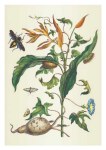 Merian Maria Sibylla; Batate und Spinner