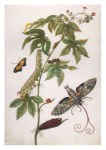 Merian Maria Sibylla; Baumwollblatt-Jatropha, Mimikryfalter u. Antaeusschwärmer
