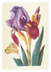 Merian Maria Sibylla; Eine grosse blaue Lilie