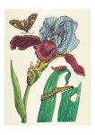 Merian Maria Sibylla; Blaue Lilien oder Garten-Iris