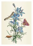 Merian Maria Sibylla; Blauer Garten-Rittersporn