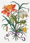 Merian Maria Sibylla; Illustration aus: Neues Blumenbuch , 1680
