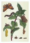 Merian Maria Sibylla; Große Brennnessel