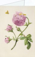 Merian Maria Sibylla; Buschrose mit Miniermotte, Larve und Puppe,ca 1679