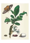 Merian Maria Sibylla; Damaszenische Pflaumenblüte