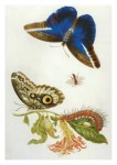 Merian Maria Sibylla; Acanthacee, Falter und Puppe eines Caligofalters und andere Insekten , 1700✝?02