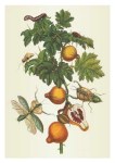 Merian Maria Sibylla; Fledermausapfel und Gottesanbeterin