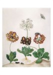 Merian Maria Sibylla; Gartenaurikel und Nonne