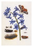 Merian Maria Sibylla; Gartenhyazinthe, Brauner Bär und Schlupfwespen, vor 1679