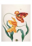 Merian Maria Sibylla; Gartentulpen, Stachelbeere und Gelbe Stachelbeerwespe , nach 1705