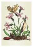 Merian Maria Sibylla; Gauchblumen und gemeines Gras