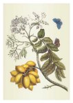 Merian Maria Sibylla; Gelbe Mombinpflaume und Bläuling