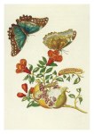 Merian Maria Sibylla; Granatapfel und -blüten mit Morphofalter