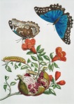 Merian Maria Sibylla; Granatapfel und Schmetterlinge