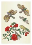 Merian Maria Sibylla; Granatapfelblüte und Laternenträger