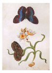 Merian Maria Sibylla; Grasschwertlilie mit exotischem Schmetterling , 1691-99