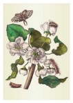 Merian Maria Sibylla; Grauling-Birn-Blüte