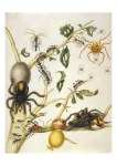 Merian Maria Sibylla; Guajavebaum, verschiedene Insekten und ein Kolibri , 1700✝?02