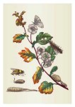 Merian Maria Sibylla; Blühender Hagedorn
