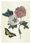 Merian Maria Sibylla; Hibiskusblüten und Schwalbenschwanz