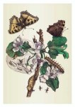 Merian Maria Sibylla; Hirschgras