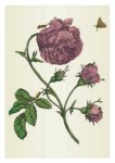 Merian Maria Sibylla; Große hundertblättrige Rose