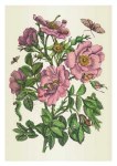 Merian Maria Sibylla; Hundertblättrige Rosen und Knöpfe
