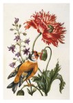 Merian Maria Sibylla; Magsamenblume (Mohn), Blaues Wiesenglöcklein mit Stieglitz oder Distelfink