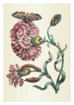 Merian Maria Sibylla; Gesprenkelte Nägeleinsblume