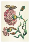 Merian Maria Sibylla; Gesprengte Nelke