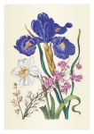 Merian Maria Sibylla; Gefüllter Rittersporn, Josephstab, englische Iris