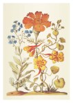 Merian Maria Sibylla; Gelber Rittersporn und Vergissmeinnicht