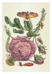 Merian Maria Sibylla; Hundertblättrige Rosen und Knöpfe